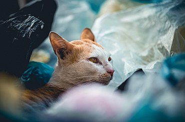 Rozhovor pro Hospodářskou komoru: Evropské obalové nařízení PPWR pod tlakem na širokou revizi